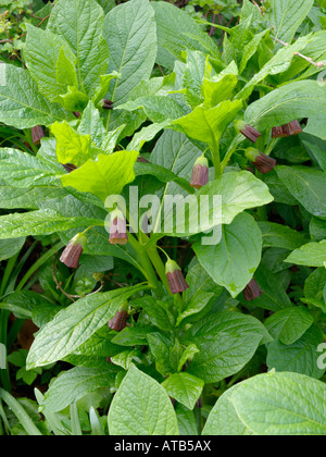 Bilsenkraut Bell (Scopolia carniolica Syn. hyoscyamus scopolia) Stockfoto