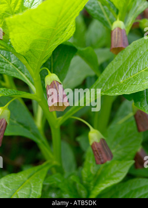 Bilsenkraut Bell (Scopolia carniolica Syn. hyoscyamus scopolia) Stockfoto