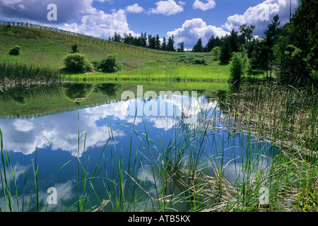 blaue Süßwasser Teich grünen Hügeln Frühling Wolke Himmel Husch Weinberge in der Nähe von Philo Anderson Valley Mendocino County in Kalifornien Stockfoto