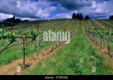 Weingut Weinreben Reihen grünen Hügeln Frühling frische Husch-Weinberge in der Nähe von Philo Anderson Valley Mendocino County in Kalifornien Stockfoto