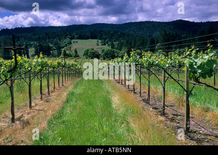 Weingut Weinreben Reihen grünen Hügeln Frühling frische Husch-Weinberge in der Nähe von Philo Anderson Valley Mendocino County in Kalifornien Stockfoto