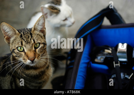 Zwei Katzen sitzen vor einer Kameratasche. Eine Katze freut sich auf die Kamera Stockfoto