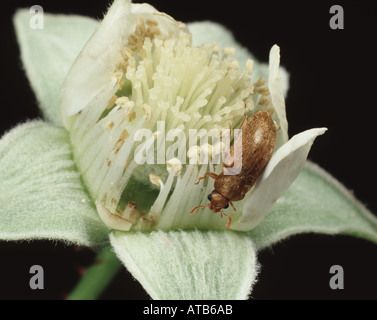 Himbeer-Käfer Byturus Tomentosus auf Himbeer Blume Stockfoto