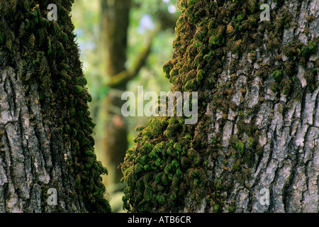Moos auf Eiche Baum Detail McDowell Valley in der Nähe von Hopland Mendocino County, California Stockfoto