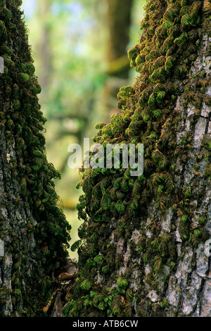 Moos auf Eiche Baum Detail McDowell Valley in der Nähe von Hopland Mendocino County, California Stockfoto