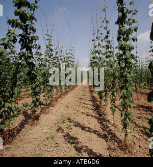 Blick entlang Hop Gerüsthöhe Zeichenfolgen in Herefordshire aufwachsen Stockfoto