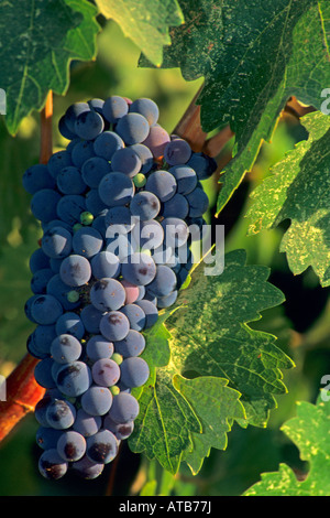Wein Trauben am Rebstock Redwood Valley Mendocino County in Kalifornien Stockfoto