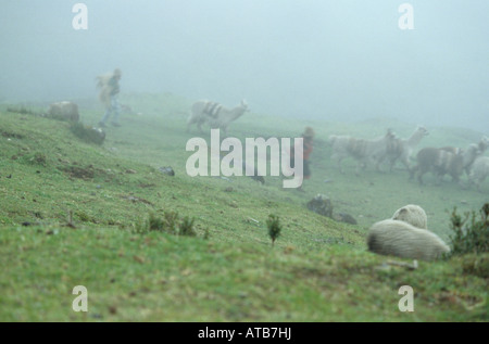 Kleine Inderin hüten ihre Schafe im Nebel des Berges in der Nähe von Cusco, Peru. Stockfoto