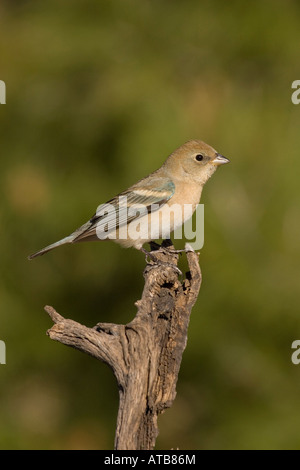 Lazuli Bunting weiblich, Passerina Amoena, thront am Haken. Stockfoto