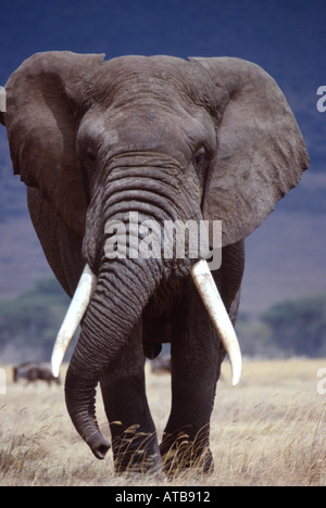 Bull Elephant Ngorongoro Krater Ngorongoro Conservation Area Tansania Afrika Stockfoto