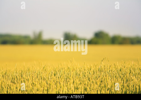 WEIZEN TRITICUM AESTIVUM FELD IM FRÜHJAHR IM NORDEN VON ILLINOIS Stockfoto