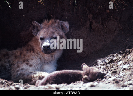 Gefleckte Hyäne Pup Masai Mara Nationalreservat Kenia Afrika Stockfoto