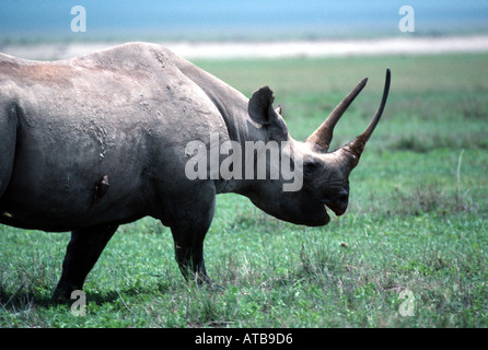 Spitzmaul-Nashorn Ngorongoro Krater Tansania Afrika Stockfoto