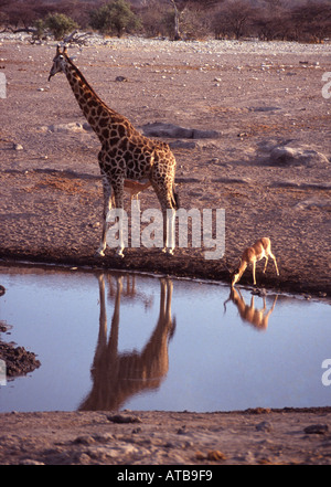 Giraffe Balck konfrontiert Impala Etosha Namibia Afrika Stockfoto