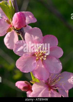 Blühende Mandelbaum (Prunus triloba) Stockfoto