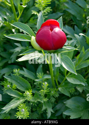 Scarlet Pfingstrose (paeonia Peregrina) Stockfoto