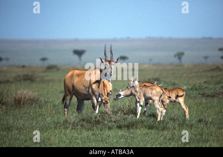 Eland Masai Mara National Reserve Kenia Afrika Tauro oryx Stockfoto