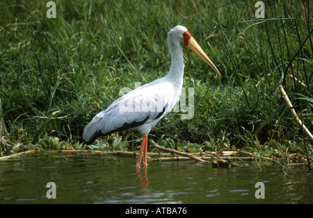 Yellowbilled Stork Hütte Kanal Queen Elizabeth National Park Uganda Afrika Mycteria ibis Stockfoto