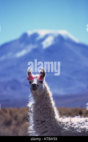 Lama (Lama Glama), Pomerape Vulkan im Hintergrund, Nationalpark Sajama, Bolivien Stockfoto