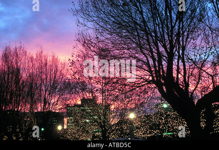 City Skyline bei Sonnenuntergang mit Bäumen beleuchtet von Lichter, Hobart, Tasmanien, Australien, Foto von Bruce Miller Stockfoto