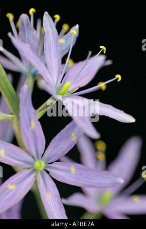 Makro von hellen blau, Stern Camassia Blüten, auch genannt die indischen oder Wild Hyazinthe, eine wichtige Nahrungsquelle Stockfoto