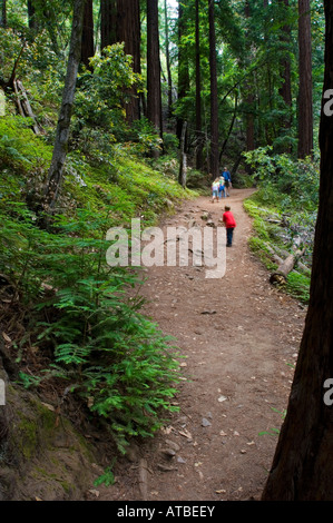 Familien Wandern durch den Wald auf Pfeiffer Falls Trail Iin Pfeiffer Big Sur State Park Monterey County in Kalifornien Stockfoto