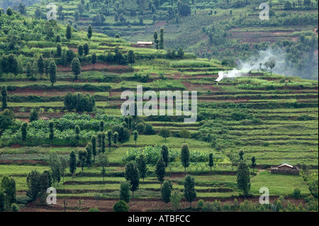 Tee-Plantage in der Nähe von Nyungwe Nationalpark, Ruanda, Zentralafrika Stockfoto