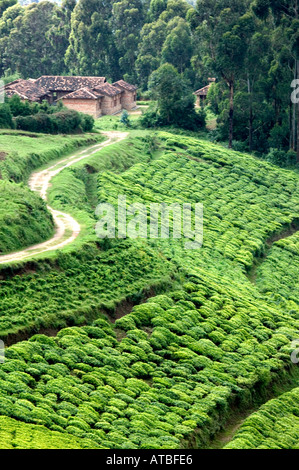 Ein Haus in Tee-Plantage in der Nähe von Nyungwe Nationalpark, Ruanda, Zentralafrika Stockfoto