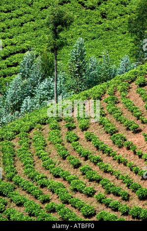 Eine Teeplantage in der Nähe von Nyungwe Nationalpark in Ruanda Zentralafrika Stockfoto