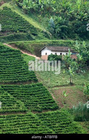 Eine Teeplantage in der Nähe von Nyungwe Nationalpark in Ruanda Zentralafrika Stockfoto