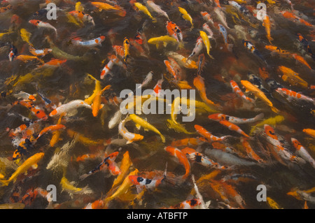 Israel Kibbuz Maagan Mikhael Ornamentation Fischfarm tägliche Aufgaben große Menge junge Koi-Karpfen schwimmen im Pool Landwirtschaft Stockfoto