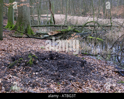 Wildschwein, Schwein, Wildschwein (Sus Scrofa), Spuren der Nahrung Suche im Wald Stockfoto