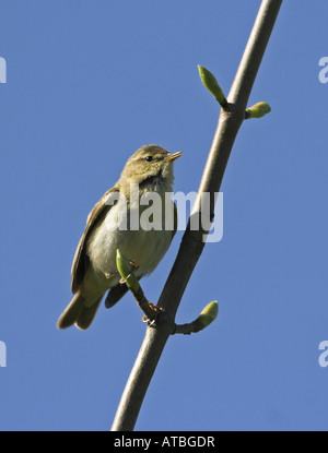 Fitis (Phylloscopus Trochilus), einziger Vogel auf einem Ast Stockfoto