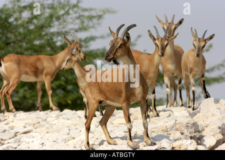 Nubische Steinböcke (Capra Nubiana, Capra Ibex Nubiana), junges Männchen eine eine Gruppe von Körperregionen in der Wüste Stockfoto