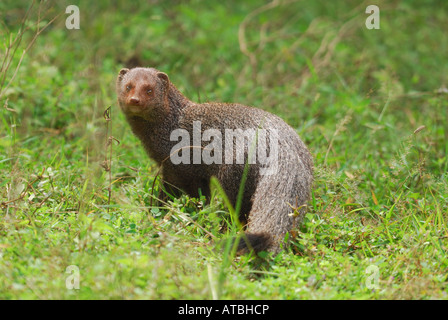 Ruddy Mongoose im Yala West National Park, Sril Lanka. Stockfoto