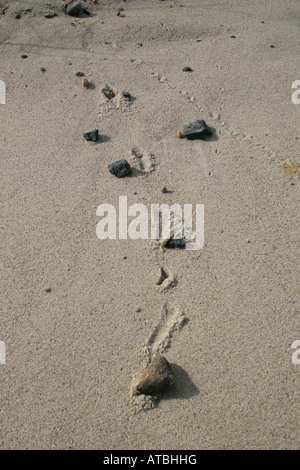 Kleine Felsen stürzen hinunter die Seiten einer erodierenden Klippe, verlassen ihren Weg in den sandigen Dünen schnitzen. Stockfoto