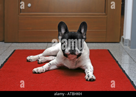 Französische Bulldogge (Canis Lupus F. Familiaris), fünf Monate alten Welpen liegen auf roten Teppich Stockfoto