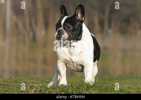 Französische Bulldogge (Canis Lupus F. Familiaris), Männlich, stehend auf einer Wiese Stockfoto