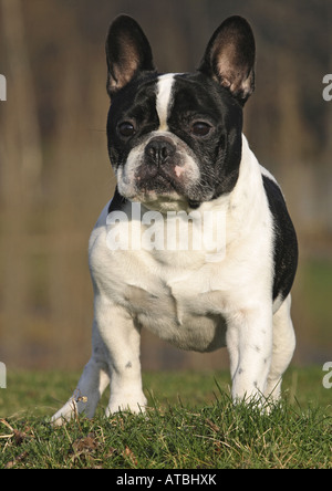 Französische Bulldogge (Canis Lupus F. Familiaris), Männlich, stehend auf einer Wiese Stockfoto