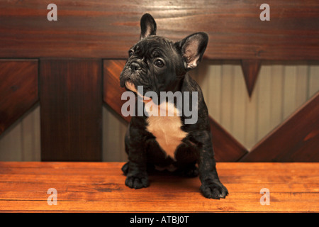 Französische Bulldogge (Canis Lupus F. Familiaris), neun Wochen alten Welpen Stockfoto