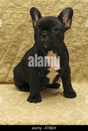 Französische Bulldogge (Canis Lupus F. Familiaris), neun Wochen alten Welpen Stockfoto