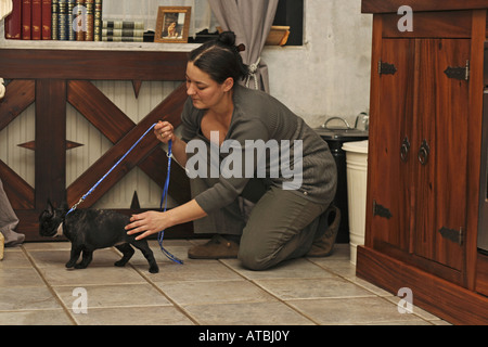 Französische Bulldogge (Canis Lupus F. Familiaris), Frau mit neun Wochen alten Welpen an der Leine Stockfoto