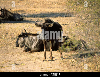 Gnus im Krüger Nationalpark in Südafrika Stockfoto