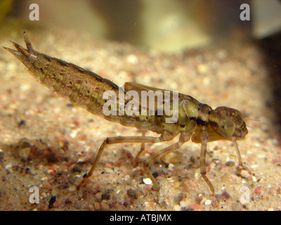 braun braun Hawker, Aeshna, Larve, große Libelle (Aeshna Grandis) über sand Stockfoto