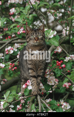Hauskatze, Hauskatze (Felis Silvestris F. Catus) auf blühenden Apfelbaum, Deutschland Stockfoto