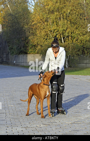 Rhodesian Ridgeback (Canis Lupus F. Familiaris), junge Frau auf Inline-Skates heraus einen Hund an der Leine gehen Stockfoto