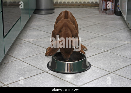 Rhodesian Ridgeback (Canis Lupus F. Familiaris), acht Wochen alten Welpen füttern in der Küche Stockfoto