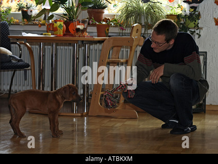 Rhodesian Ridgeback (Canis Lupus F. Familiaris), ist ein Mann mit einem acht Wochen alten Welpen im Wohnzimmer spielen. Stockfoto