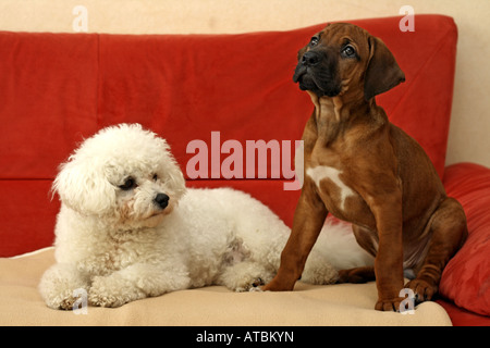 Rhodesian Ridgeback (Canis Lupus F. Familiaris), acht Wochen alten Welpen sitzen auf einem Sofa mit einem Bichon Stockfoto