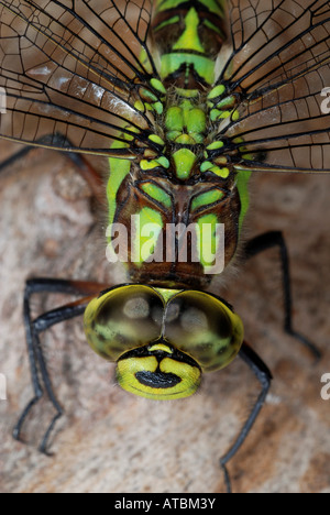 blau-grünes Darner, südlichen Aeshna, südlichen Hawker (Aeshna Cyanea), Kopf und Brust einer Frau Stockfoto